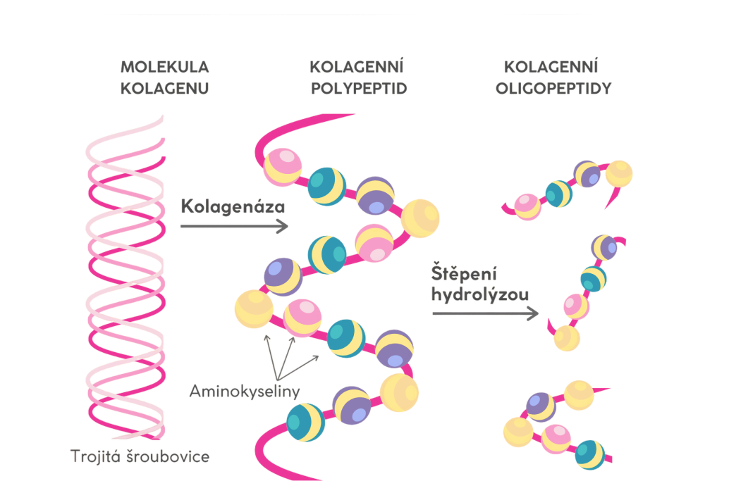 oligo